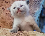 Кошки в Нолинске: Продаются тайские котята, 5 000 руб. - фото 4