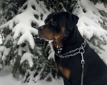 Собаки в Рязани: Вязка Мальчик, 1 руб. - фото 1