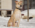 Собаки в Москве: Метис лабрадора Агат в дар Мальчик, Бесплатно - фото 4