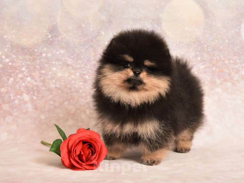 Собаки в Москве: Померанский карликовый шпиц мини мальчик (мишка)  Мальчик, 30 000 руб. - фото 2