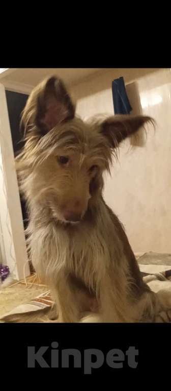 Собаки в Новокуйбышевске: Собака для охраны или частного дома.  Девочка, 500 руб. - фото 2