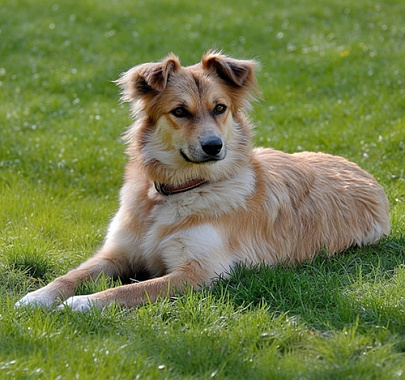 Баскская овчарка