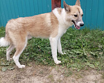 Собаки в Нефтеюганске: Срочно нужен дом Мальчик, Бесплатно - фото 8