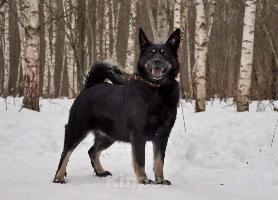 Собаки в Ногинске: Милли Девочка, Бесплатно - фото 2