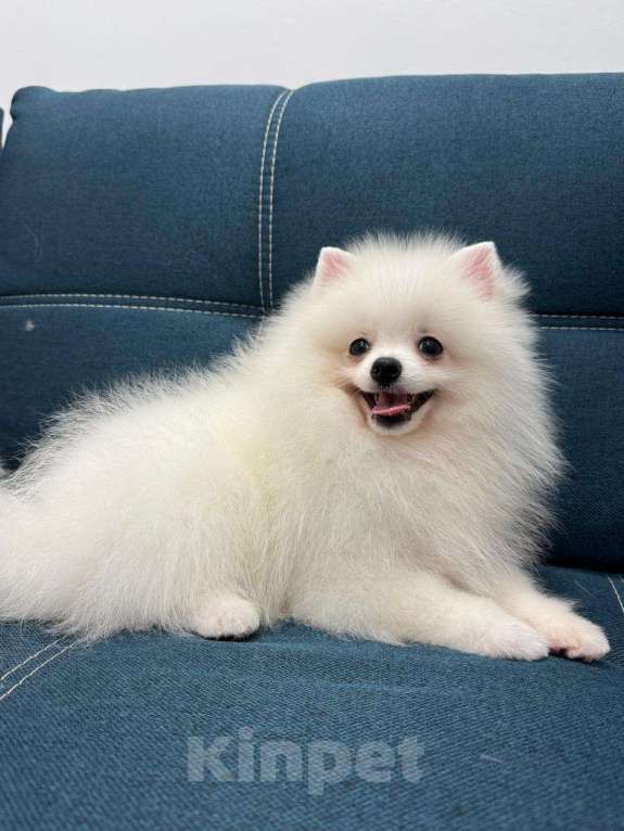 Собаки в Пензе: НЕМЕЦКИЙ МАЛЫЙ ШПИЦ  Мальчик, 80 000 руб. - фото 3