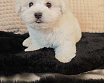 Собаки в Москве: Бишон фризе мини мальчик Мальчик, 55 000 руб. - фото 5