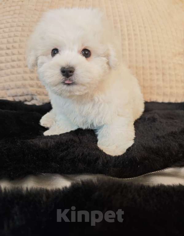 Собаки в Москве: Бишон фризе мини мальчик Мальчик, 55 000 руб. - фото 5