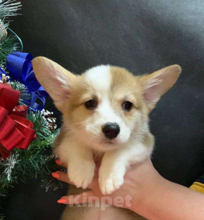 Собаки в других городах Московской области: Вельш корги пемброк рыже-белая девочка без хвостика Девочка, 45 000 руб. - фото 5