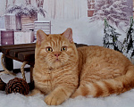 Кошки в Санкт-Петербурге: Британский котик солнечного окраса Мальчик, 45 000 руб. - фото 3