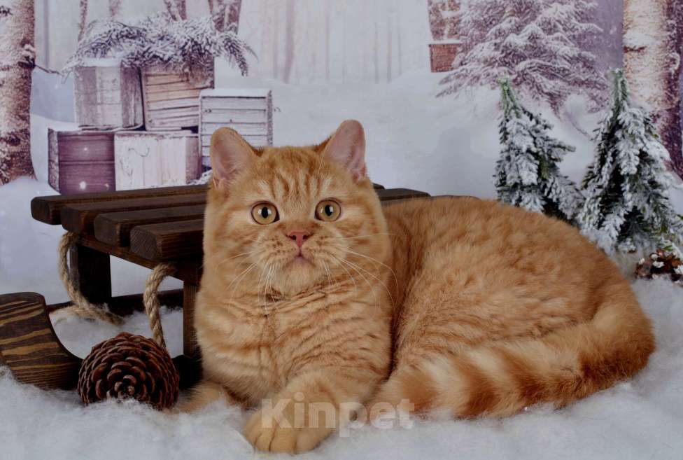 Кошки в Санкт-Петербурге: Британский котик солнечного окраса Мальчик, 45 000 руб. - фото 3