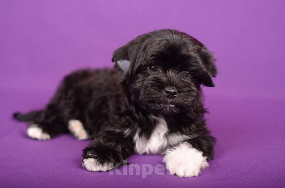 Собаки в Нижнем Новгороде: Мальчик цветного йорка Мальчик, 25 000 руб. - фото 2