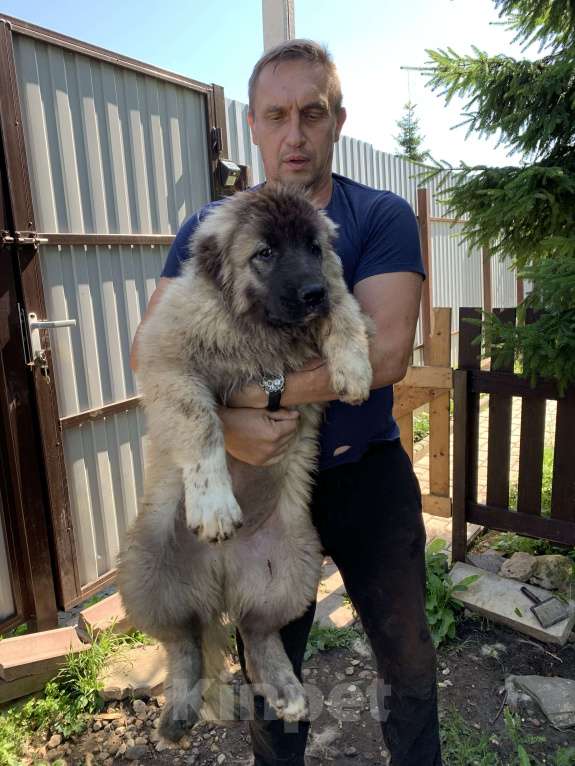 Собаки в Лобне: Щенок кавказской овчарки Мальчик, 40 000 руб. - фото 1