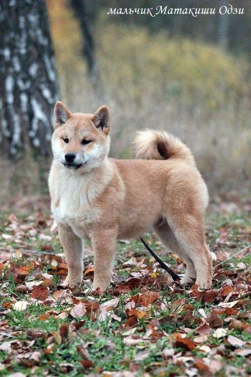 Собаки в Москве: щенки сиба ину (шиба ину) Мальчик, 30 000 руб. - фото 5