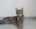 Кошки в Москве: Котенок в добрые руки Девочка, Бесплатно - фото 2