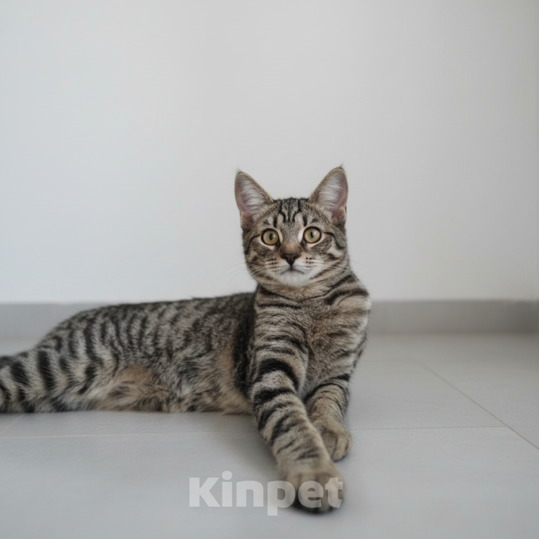 Кошки в Москве: Котенок в добрые руки Девочка, Бесплатно - фото 2