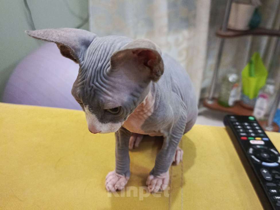 Кошки в Домодедово: Котенок канадского сфинкса девочка Девочка, 16 000 руб. - фото 2