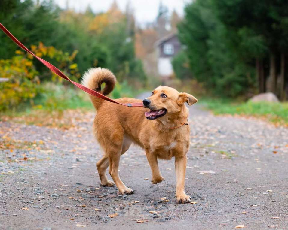 Собаки в Санкт-Петербурге: Мягкая и послушная молодая собака ищет дом Девочка, Бесплатно - фото 8