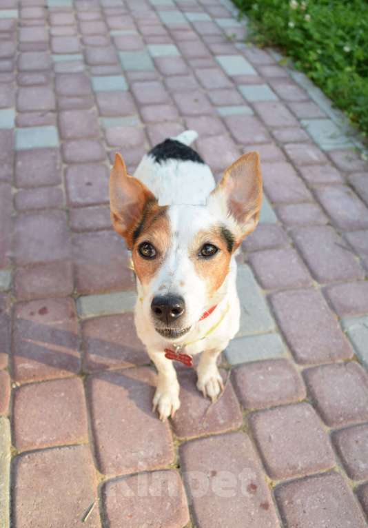 Собаки в Москве: Джек рассел в добрые руки! Девочка, Бесплатно - фото 4