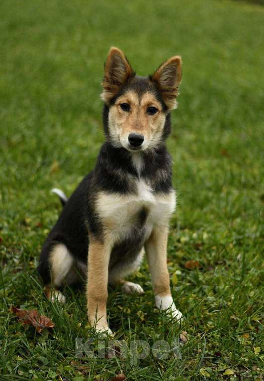 Собаки в Москве: щенки в добрые руки Мальчик, Бесплатно - фото 2