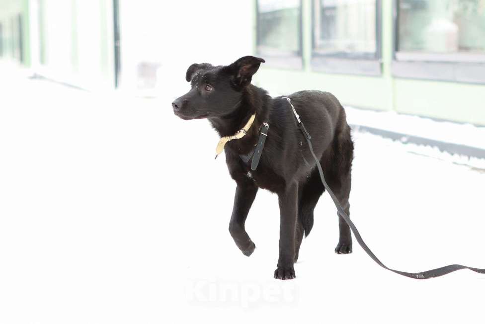 Собаки в Москве: Черный щенок Асти в дар Девочка, Бесплатно - фото 7