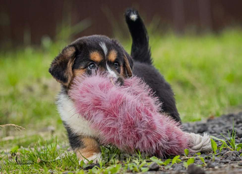 Собаки в Москве: Забава Девочка, 50 000 руб. - фото 7