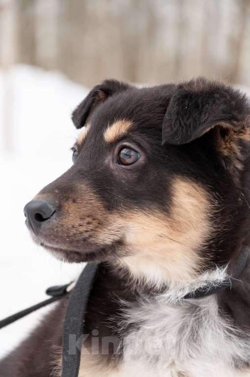 Собаки в Ногинске: Щенок с красивым именем Марсель ищет дом Мальчик, Бесплатно - фото 9