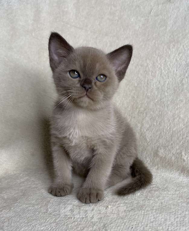 Кошки в Дмитрове: Шоколадный бурманский мальчик Barni Мальчик, 80 000 руб. - фото 3