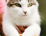 Кошки в Москве: Самая уютная кошка Девочка, Бесплатно - фото 4