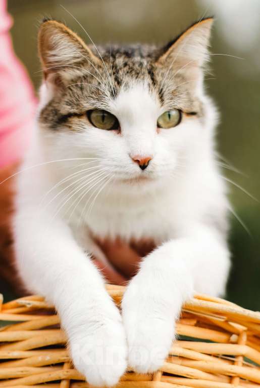 Кошки в Москве: Самая уютная кошка Девочка, Бесплатно - фото 4