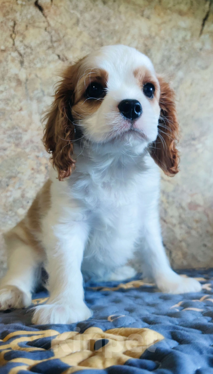 Собаки в Санкт-Петербурге: Красивая девочка кавалер Кинг Чарльз спаниель  Девочка, 120 000 руб. - фото 2