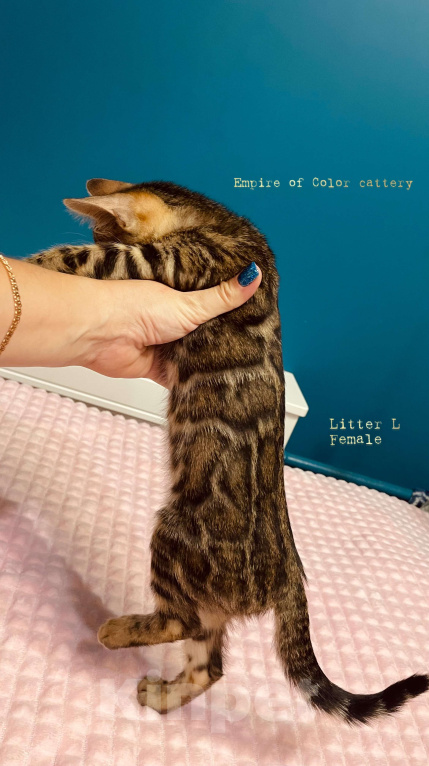 Кошки в Краснодаре: Лаура. Бенгальская кошечка Девочка, 65 000 руб. - фото 8