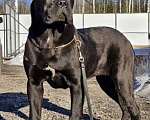 Собаки в других городах Московской области: Шикарная подрощенная Кане Корсо Девочка, 120 000 руб. - фото 3