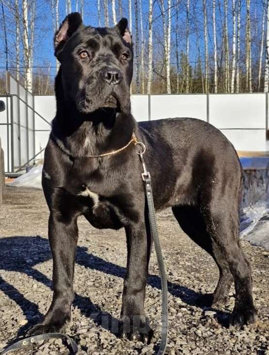 Собаки в других городах Московской области: Шикарная подрощенная Кане Корсо Девочка, 120 000 руб. - фото 3