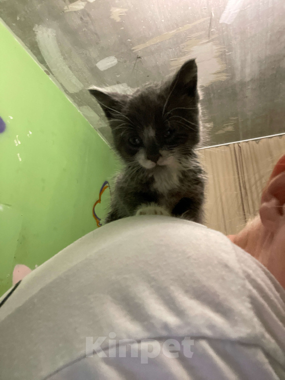 Кошки в Москве: Серый котенок бесплатно  Мальчик, Бесплатно - фото 2