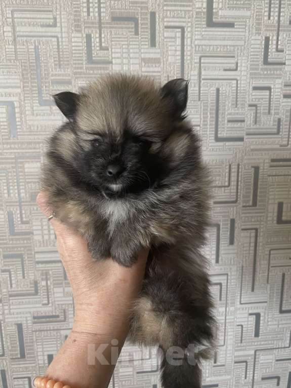 Собаки в Электростали: Мальчик шпиц Мальчик, 30 000 руб. - фото 2