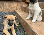 Собаки в Азове: Щенки бесплатно Девочка, Бесплатно - фото 1