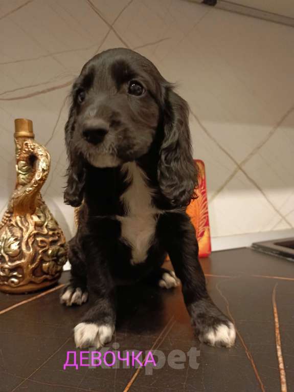 Собаки в Москве: Девочка 1 Девочка, 20 000 руб. - фото 6
