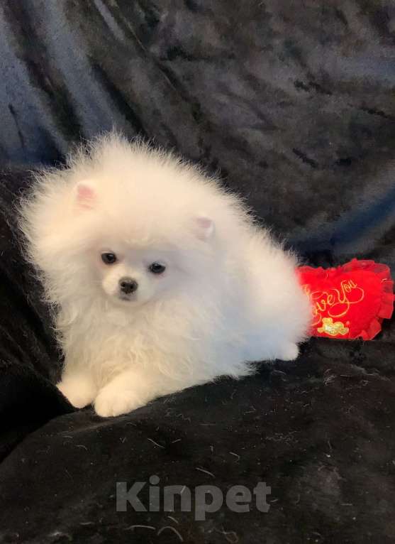 Собаки в Северске: Щенки белого померанского шпица  Девочка, 30 000 руб. - фото 3