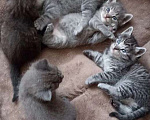 Кошки в Краснодаре: Котята в добрые руки Мальчик, Бесплатно - фото 1