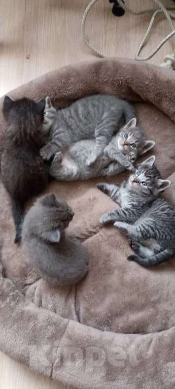 Кошки в Краснодаре: Котята в добрые руки Мальчик, Бесплатно - фото 1