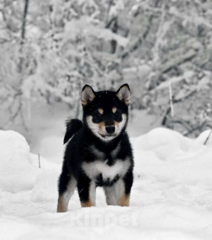 Собаки в Москве: Сиба ину питомник FUDZISAN Мальчик, 120 000 руб. - фото 6