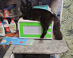 Кошки в Ачинске: Нужна невеста  Мальчик, 1 руб. - фото 1