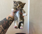 Кошки в Волгограде: Отдаю котят в добрые руки Девочка, Бесплатно - фото 1