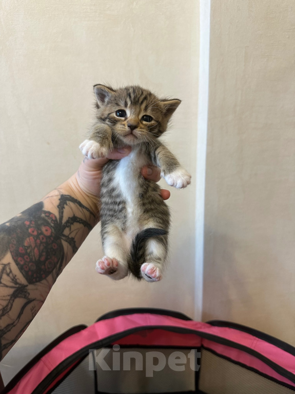 Кошки в Волгограде: Отдаю котят в добрые руки Девочка, Бесплатно - фото 1
