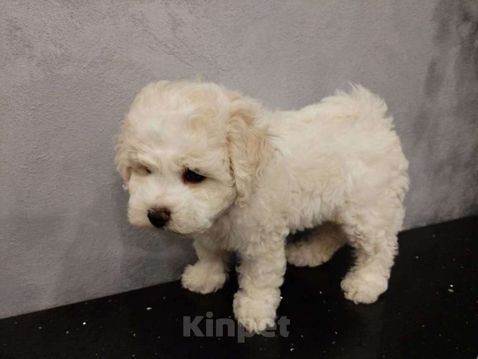 Собаки в Мытищах: щенки Бишон Фризе Мальчик, 70 000 руб. - фото 1