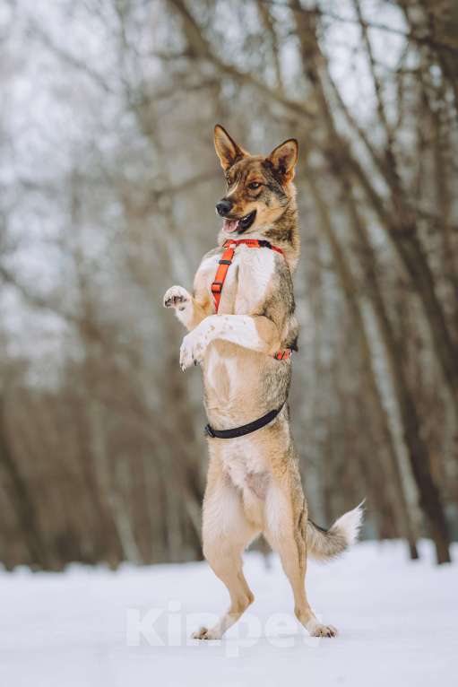 Собаки в Москве: Собака в добрые руки Мальчик, Бесплатно - фото 2
