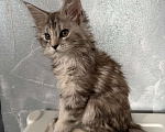 Кошки в Москве: Котята Мейн -кун Разнополые, 25 000 руб. - фото 4
