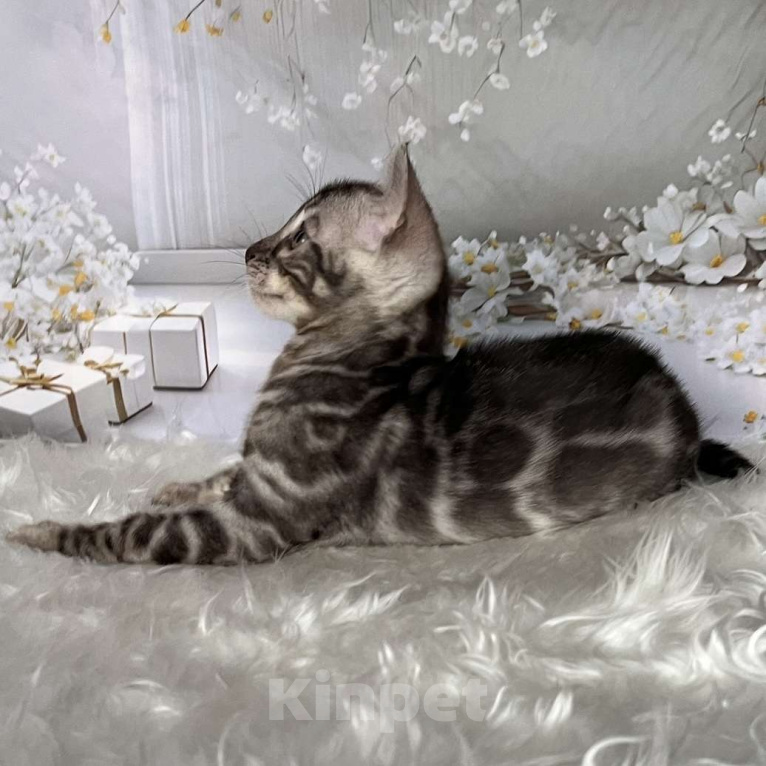 Кошки в Москве: Бенгальские котята серебро с родословной  Мальчик, Бесплатно - фото 2