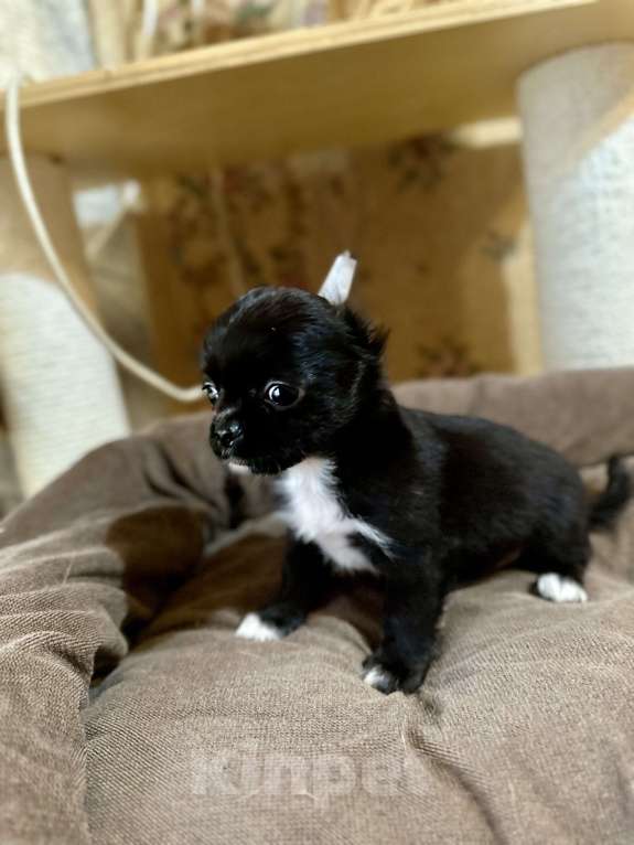 Собаки в Ростове-на-Дону: Мальчики чихуахуа Мальчик, 20 000 руб. - фото 5