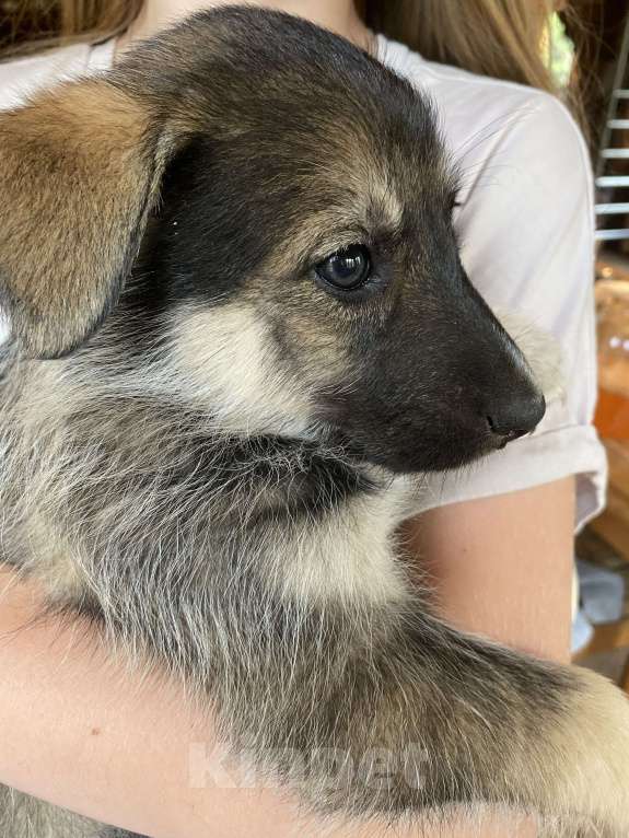 Собаки в Москве: Внуки хаски Мальчик, 200 руб. - фото 3